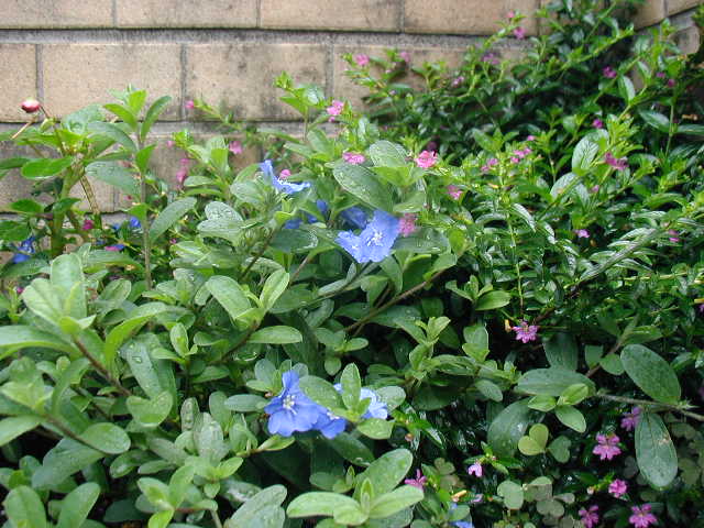 flower20