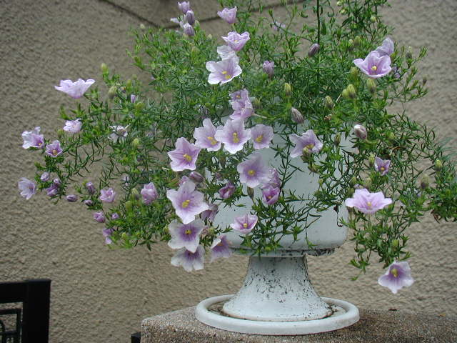 flower21