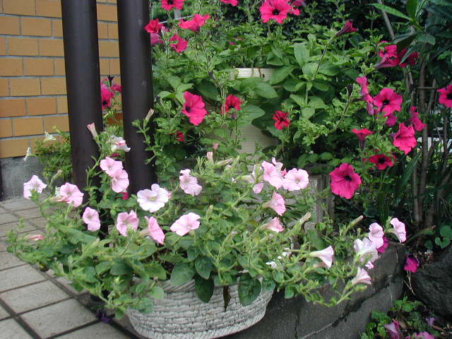 flower22