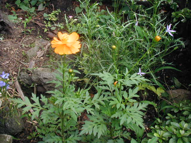 flower26