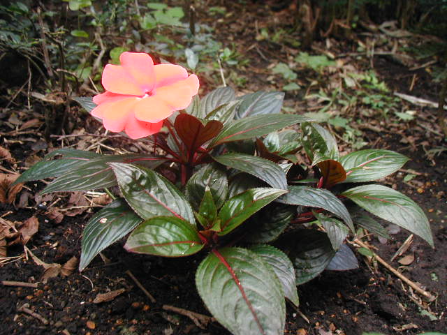 flower27