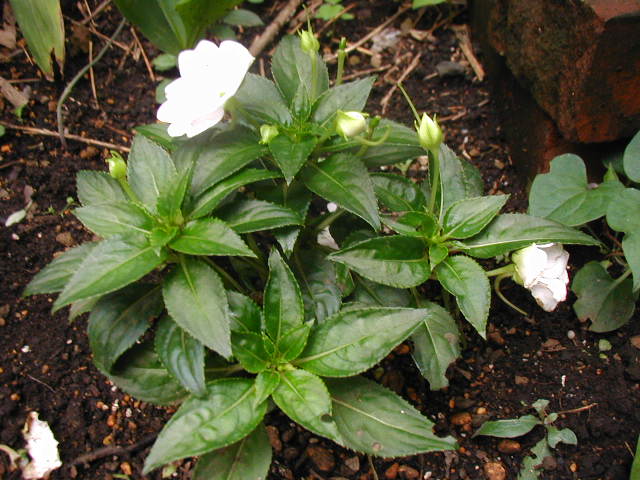 flower28