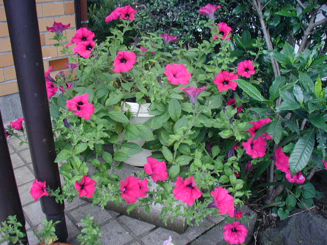 flower29