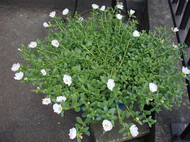 flower33