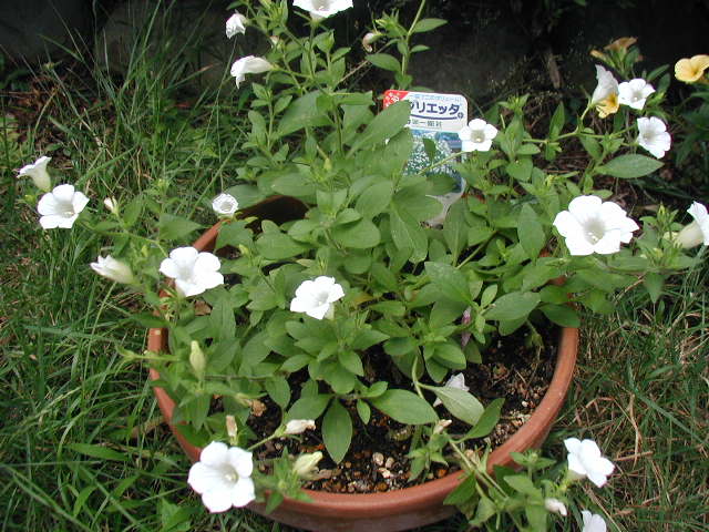 flower35