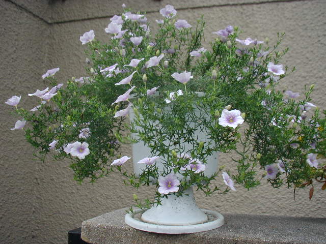 flower36