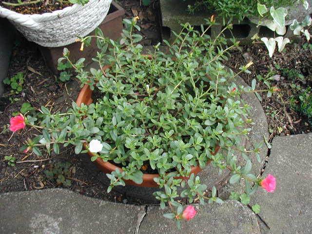 flower34