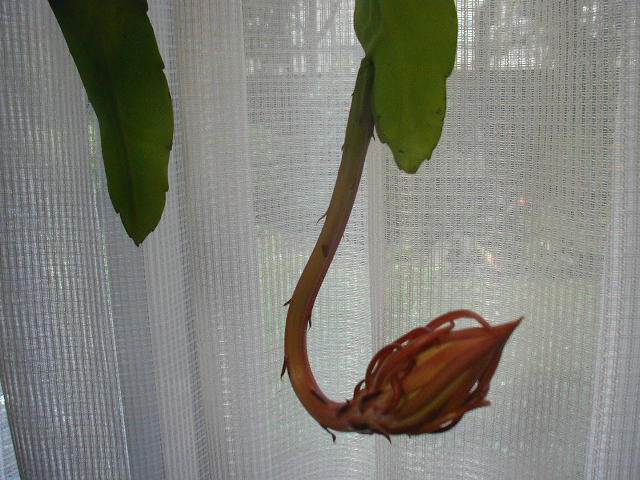flower39
