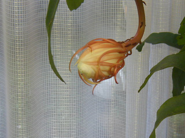 flower40