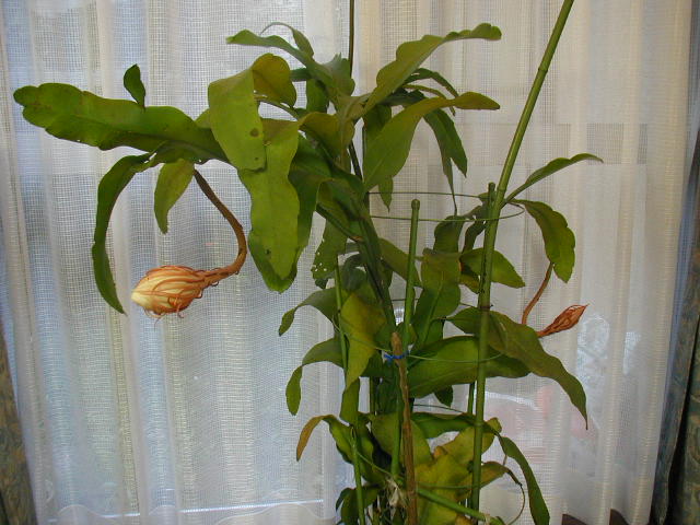flower41