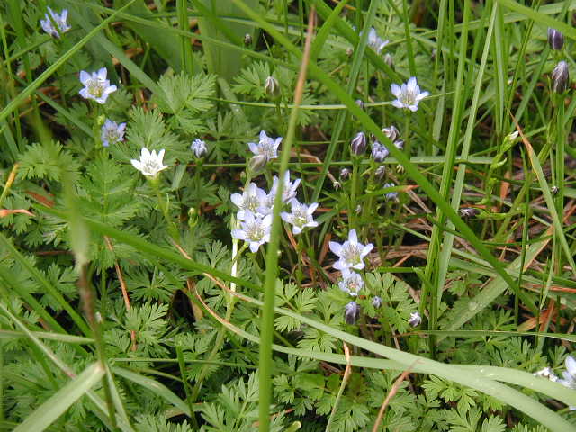 flower59
