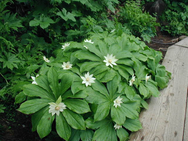 flower48