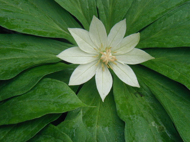 flower49