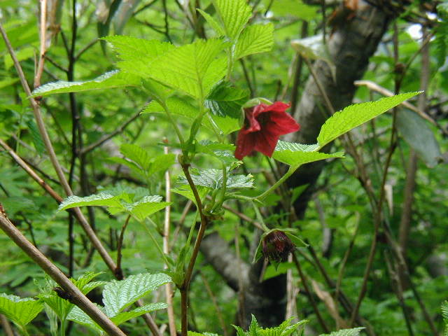 flower55