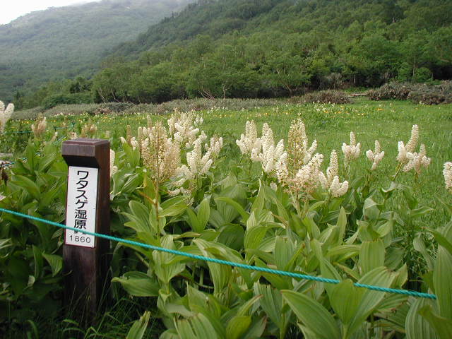 flower50