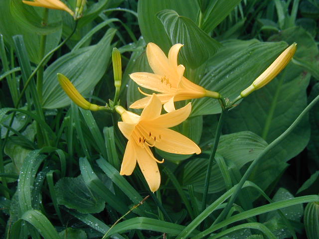 flower46