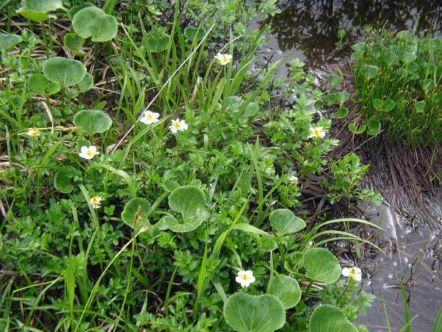 flower58