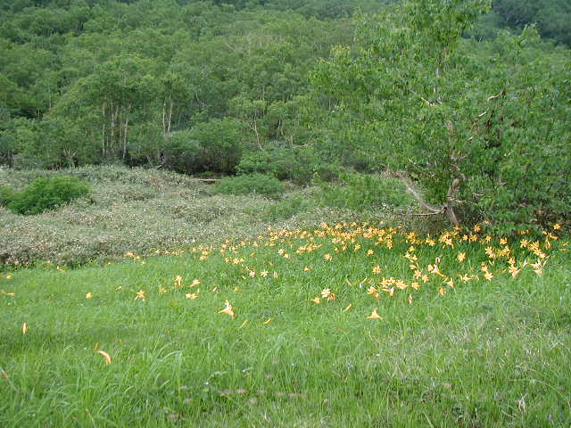 flower45