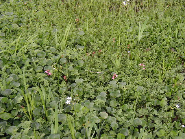 flower52