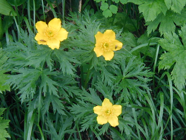 flower51