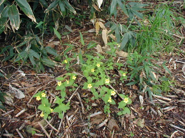 flower57