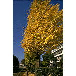 ginkgo2.gif