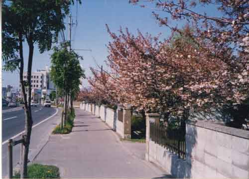 1990年頃の桜