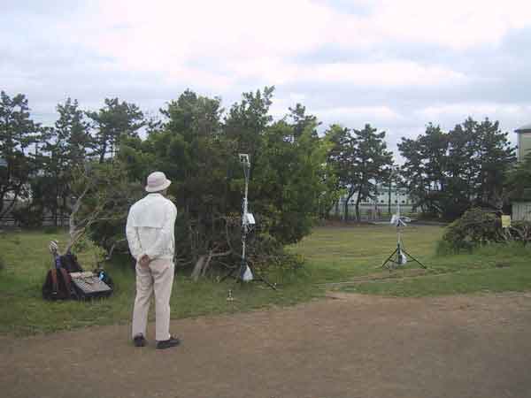 湘南海岸公園1本の樹木