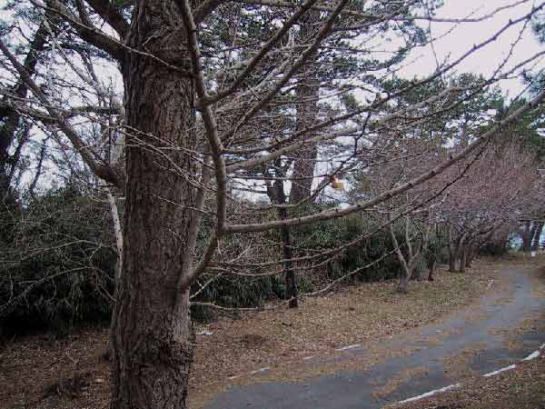 深浦南側の桜2007年