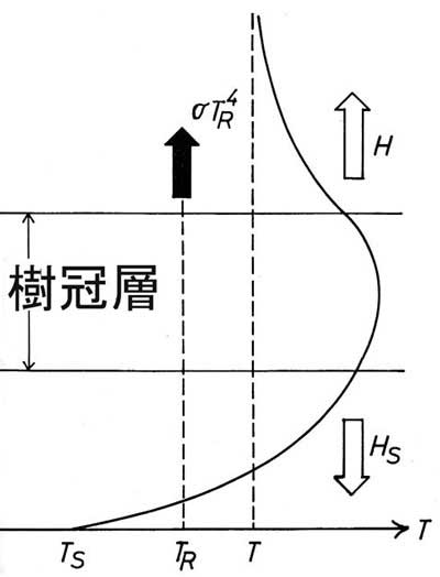 森林内フラックス