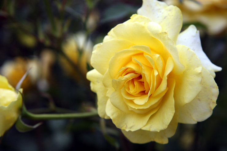 Golden Medaillon