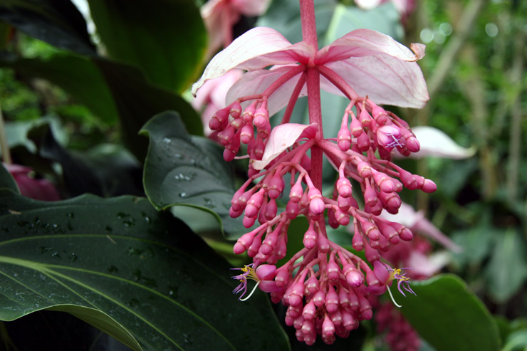 Medinilla@