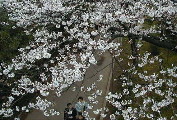 Sakura Sunidagawa Asakusa&Mukojima