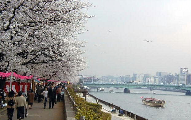 sakura Sumidagawa