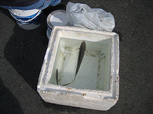 釣果