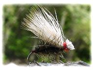 �J�f�B�X_��