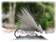 �J�f�B�X_��