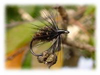 �J�f�B�X_�I�����W