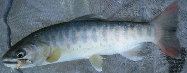 26cm���}��