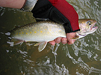 �����ڃC���i