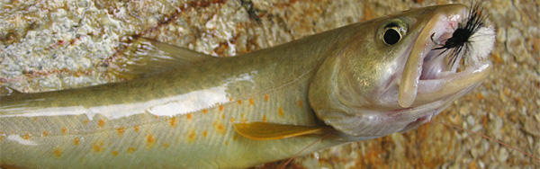 �ؑ]�C���i