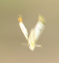c}L`Ei]ːj