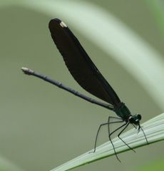 ELEnOg{iWÓj