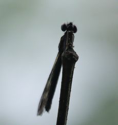 ni_Jg{FHeliocypha perforata perforataiWÓj