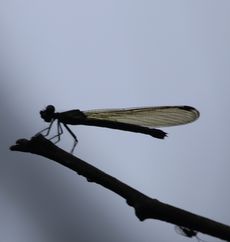 ni_Jg{FHeliocypha perforata perforataiWÓj