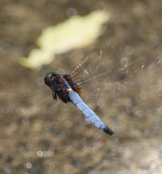 IIVIJg{ F Orthetrum triangulare iGj