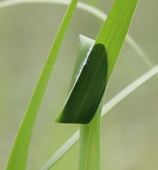 JoLR}`ȎiLOj