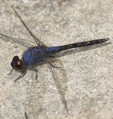 Trthemis festivaiej