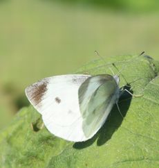 V`EiOj