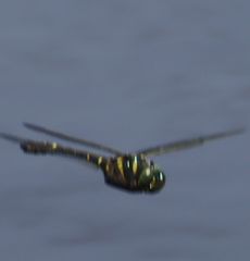 VIJg{iqj